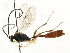  ( - CNCHYM 05515)  @11 [ ] CreativeCommons - Attribution (2011) CNC/CBG Photography Group Centre for Biodiversity Genomics