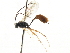  ( - CNCHYM 05516)  @11 [ ] CreativeCommons - Attribution (2011) CNC/CBG Photography Group Centre for Biodiversity Genomics