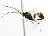  ( - CNCHYM 05595)  @11 [ ] CreativeCommons - Attribution (2011) CNC/CBG Photography Group Centre for Biodiversity Genomics