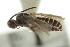  ( - CNCHYM 01824)  @11 [ ] CreativeCommons - Attribution (2011) CNC/CBG Photography Group Centre for Biodiversity Genomics