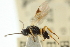  (Microplitis ocellatae - CNCHYM 01828)  @11 [ ] CreativeCommons - Attribution (2011) CNC/CBG Photography Group Centre for Biodiversity Genomics