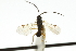  (Microplitis tuberculifer - CNCHYM 01861)  @11 [ ] CreativeCommons - Attribution (2011) CNC/CBG Photography Group Centre for Biodiversity Genomics