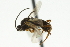  ( - CNCHYM 01871)  @11 [ ] CreativeCommons - Attribution (2011) CNC/CBG Photography Group Centre for Biodiversity Genomics