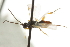  ( - CNCHYM 00402)  @12 [ ] CreativeCommons - Attribution (2011) CNC/CBG Photography Group Centre for Biodiversity Genomics