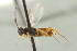  ( - CNCHYM 00403)  @14 [ ] CreativeCommons - Attribution (2011) CNC/CBG Photography Group Centre for Biodiversity Genomics