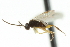  ( - CNCHYM 00431)  @11 [ ] CreativeCommons - Attribution (2011) CNC/CBG Photography Group Centre for Biodiversity Genomics