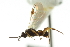  ( - CNCHYM 00436)  @11 [ ] CreativeCommons - Attribution (2011) CNC/CBG Photography Group Centre for Biodiversity Genomics