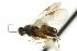  ( - CNCHYM 00437)  @11 [ ] CreativeCommons - Attribution (2011) CNC/CBG Photography Group Centre for Biodiversity Genomics