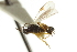  ( - CNCHYM 00439)  @11 [ ] CreativeCommons - Attribution (2011) CNC/CBG Photography Group Centre for Biodiversity Genomics