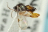  ( - CNCHYM 00441)  @11 [ ] CreativeCommons - Attribution (2011) CNC/CBG Photography Group Centre for Biodiversity Genomics