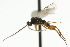  ( - CNCHYM 00456)  @11 [ ] CreativeCommons - Attribution (2011) CNC/CBG Photography Group Centre for Biodiversity Genomics