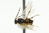  ( - CNCHYM 00457)  @11 [ ] CreativeCommons - Attribution (2011) CNC/CBG Photography Group Centre for Biodiversity Genomics