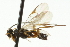  ( - CNCHYM 00460)  @13 [ ] CreativeCommons - Attribution (2011) CNC/CBG Photography Group Centre for Biodiversity Genomics