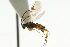  ( - CNCHYM 00466)  @11 [ ] CreativeCommons - Attribution (2011) CNC/CBG Photography Group Centre for Biodiversity Genomics