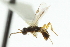  ( - CNCHYM 00479)  @11 [ ] CreativeCommons - Attribution (2011) CNC/CBG Photography Group Centre for Biodiversity Genomics