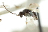 ( - CNCHYM 00564)  @11 [ ] CreativeCommons - Attribution (2011) CNC/CBG Photography Group Centre for Biodiversity Genomics