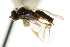  ( - CNCHYM 00627)  @11 [ ] CreativeCommons - Attribution (2011) CNC/CBG Photography Group Centre for Biodiversity Genomics