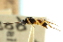  ( - CNCHYM 00650)  @11 [ ] CreativeCommons - Attribution (2011) CNC/CBG Photography Group Centre for Biodiversity Genomics