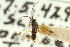  ( - CNCHYM 00700)  @11 [ ] CreativeCommons - Attribution (2011) CNC/CBG Photography Group Centre for Biodiversity Genomics