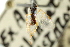  ( - CNCHYM 00704)  @11 [ ] CreativeCommons - Attribution (2011) CNC/CBG Photography Group Centre for Biodiversity Genomics