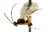  ( - CNCHYM 00706)  @11 [ ] CreativeCommons - Attribution (2011) CNC/CBG Photography Group Centre for Biodiversity Genomics
