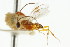  ( - CNCHYM 00915)  @11 [ ] CreativeCommons - Attribution (2011) CNC/CBG Photography Group Centre for Biodiversity Genomics