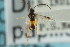  (Distatrix papilionis - CNCHYM 00922)  @11 [ ] CreativeCommons - Attribution (2011) CNC/CBG Photography Group Centre for Biodiversity Genomics