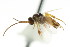  ( - CNCHYM 00924)  @11 [ ] CreativeCommons - Attribution (2011) CNC/CBG Photography Group Centre for Biodiversity Genomics