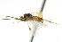  ( - CNCHYM 00925)  @11 [ ] CreativeCommons - Attribution (2011) CNC/CBG Photography Group Centre for Biodiversity Genomics