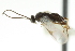  ( - CNCHYM 00978)  @11 [ ] CreativeCommons - Attribution (2011) CNC/CBG Photography Group Centre for Biodiversity Genomics