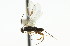  ( - CNCHYM 01004)  @11 [ ] CreativeCommons - Attribution (2011) CNC/CBG Photography Group Centre for Biodiversity Genomics
