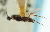  ( - CNCHYM 01005)  @11 [ ] CreativeCommons - Attribution (2011) CNC/CBG Photography Group Centre for Biodiversity Genomics