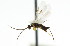  ( - CNCHYM 01006)  @11 [ ] CreativeCommons - Attribution (2011) CNC/CBG Photography Group Centre for Biodiversity Genomics