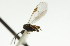  ( - CNCHYM 01028)  @11 [ ] CreativeCommons - Attribution (2011) CNC/CBG Photography Group Centre for Biodiversity Genomics