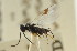  ( - CNCHYM 01034)  @11 [ ] CreativeCommons - Attribution (2011) CNC/CBG Photography Group Centre for Biodiversity Genomics