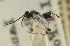  ( - CNCHYM 01035)  @11 [ ] CreativeCommons - Attribution (2011) CNC/CBG Photography Group Centre for Biodiversity Genomics