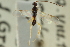  ( - CNCHYM 01329)  @11 [ ] CreativeCommons - Attribution (2011) CNC/CBG Photography Group Centre for Biodiversity Genomics