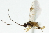  ( - CNCHYM 01330)  @11 [ ] CreativeCommons - Attribution (2011) CNC/CBG Photography Group Centre for Biodiversity Genomics