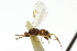  ( - CNCHYM 01351)  @11 [ ] CreativeCommons - Attribution (2011) CNC/CBG Photography Group Centre for Biodiversity Genomics
