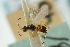  ( - CNCHYM 01352)  @11 [ ] CreativeCommons - Attribution (2011) CNC/CBG Photography Group Centre for Biodiversity Genomics