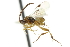  ( - CNCHYM 01380)  @11 [ ] CreativeCommons - Attribution (2011) CNC/CBG Photography Group Centre for Biodiversity Genomics