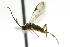  ( - CNCHYM 01389)  @13 [ ] CreativeCommons - Attribution (2011) CNC/CBG Photography Group Centre for Biodiversity Genomics