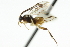  ( - CNCHYM 01403)  @11 [ ] CreativeCommons - Attribution (2011) CNC/CBG Photography Group Centre for Biodiversity Genomics