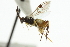  ( - CNCHYM 01405)  @11 [ ] CreativeCommons - Attribution (2011) CNC/CBG Photography Group Centre for Biodiversity Genomics