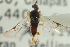  ( - CNCHYM 01422)  @11 [ ] CreativeCommons - Attribution (2011) CNC/CBG Photography Group Centre for Biodiversity Genomics