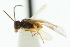  ( - CNCHYM 01564)  @11 [ ] CreativeCommons - Attribution (2011) CNC/CBG Photography Group Centre for Biodiversity Genomics