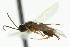  ( - CNCHYM 01568)  @11 [ ] CreativeCommons - Attribution (2011) CNC/CBG Photography Group Centre for Biodiversity Genomics