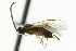  ( - CNCHYM 01569)  @11 [ ] CreativeCommons - Attribution (2011) CNC/CBG Photography Group Centre for Biodiversity Genomics