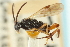  ( - CNCHYM 01595)  @11 [ ] CreativeCommons - Attribution (2011) CNC/CBG Photography Group Centre for Biodiversity Genomics