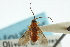  ( - CNCHYM 01729)  @11 [ ] CreativeCommons - Attribution (2011) CNC/CBG Photography Group Centre for Biodiversity Genomics